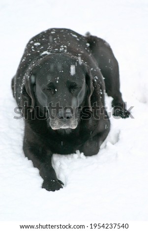 Similar – Image, Stock Photo trainee Winter Snow Animal