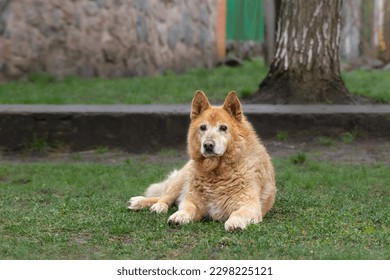Old dog.An old red dog is lying on the green grass near the fence near his house. - Shutterstock ID 2298225121
