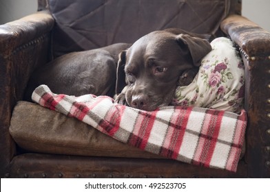 Old Dog Relaxing