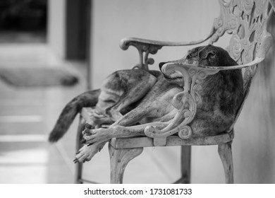 An old dog rests on a metal chair contemplating about food. - Shutterstock ID 1731081733