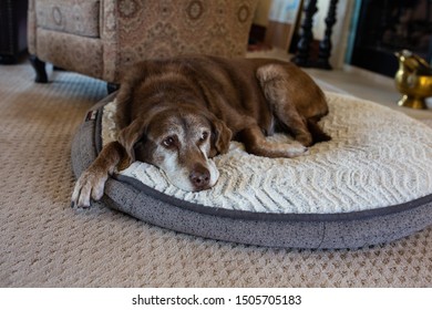 Old Dog Sleeping On Dog Bed In Family Living Room