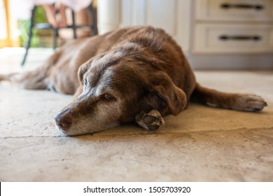 Old Dog Sleeping In Sun On Tile Floor