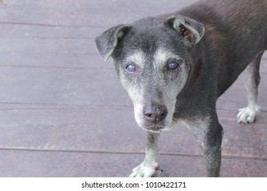 The Old Dog Standing On The Street And Frostbite , Eyesight Blurry