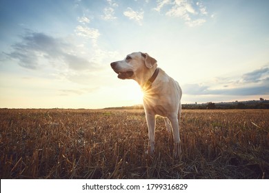 Old Dog At Sunset. Labrador Retriever Walking On Field.