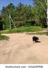 old dog in the village 