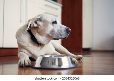 Old Dog Waiting For Feeding. Labrador Retriever Lying Near Empty Bowl In Home Kitchen. 