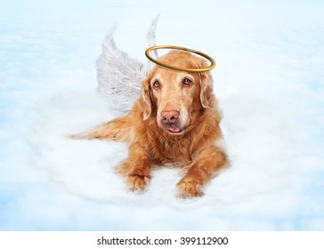 Old dog wearing angel wings and golden halo laying on clouds in heaven