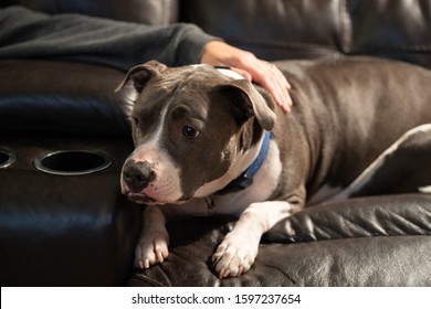 Old Dog Is Worried With Anxiety And Is Comforted By A Human Hand