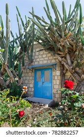 old door in the background of cacti 