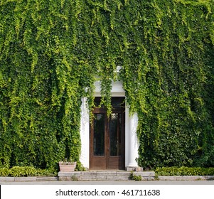 An Old Door Draped With A Lush Curtain Of Ivy