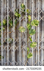 Old Door Overgrown With Ivy