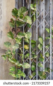 Old Door Overgrown With Ivy