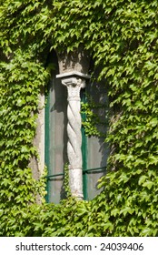 old double window, wall covered by climbing