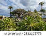 Old Dragon Tree in Icod de los Vinos town on Tenerife, Canary Islands, Spain. Famous Drago in Parque del Drago. Symbol of Tenerife. Teide volcano in the background