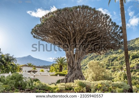 Old Dragon Tree in Icod de los Vinos town on Tenerife, Canary Islands, Spain. Famous Drago in Parque del Drago. Symbol of Tenerife. Teide volcano in the background