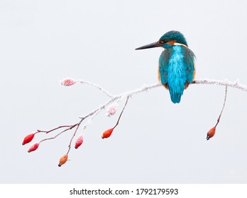 An old dream came true when I photographed this kingfisher in a snowy setting.
