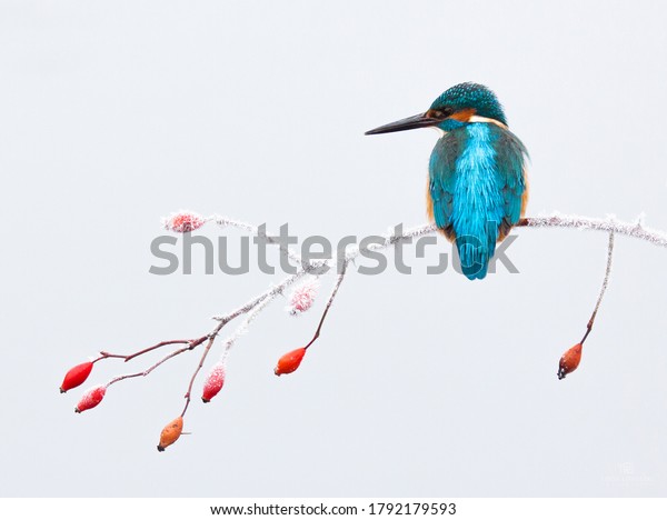 An old dream came true when I photographed this\
kingfisher in a snowy\
setting.
