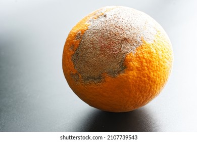 Old Dried Orange On A Silvery Background. Food Spoilage Concept. Close-up