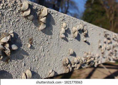 Old Dried Out Zebra Mussels 