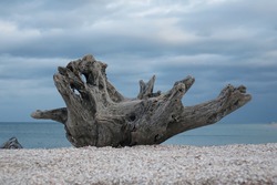   Old Driftwood On The Shores Of The Azov Sea                             