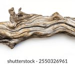 old dry branch isolated on white background