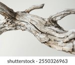 old dry branch isolated on white background