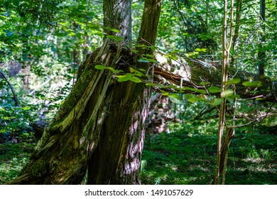 old dry broken tree trunks and stomps in forest  summer sunny day
