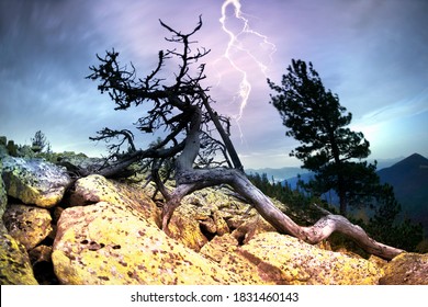 Ein alter, trockener Zedernbaum in den Rocky Mountains der Vereinigten Staaten von Amerika - USA, beleuchtet vom Licht eines Lagerfeuers, vor dem Hintergrund einer mondbeleuchteten Nacht.