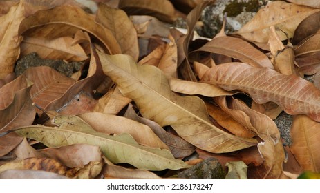 Old Dry Leaf Closeup Background 