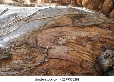 Old, Dry Rotten Tree Bark