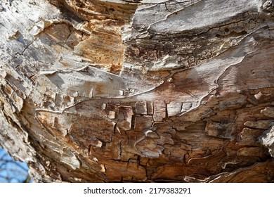 Old, Dry Rotten Tree Bark