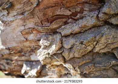 Old, Dry Rotten Tree Bark