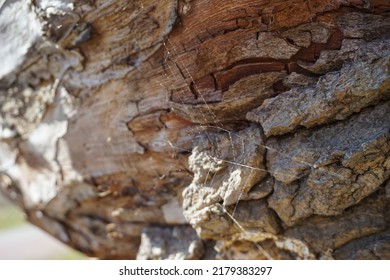 Old, Dry Rotten Tree Bark