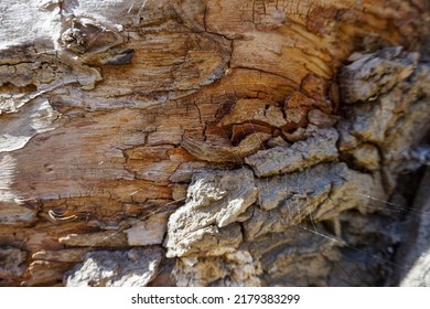 Old, Dry Rotten Tree Bark