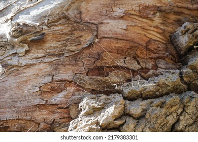 Old, Dry Rotten Tree Bark