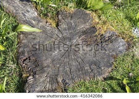 Image, Stock Photo old| rotten tree stump