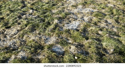 Old dry and rotting grass after winter snow. Lawn needs in aeration and scarification. Spring garden cover care. Long uncut grass is rotted. Wet mulch. Lawn recovery. Diseased grass. Dead meadow. 4K. - Powered by Shutterstock