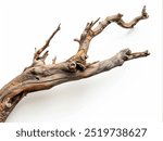 old dry tree branch isolated on white background