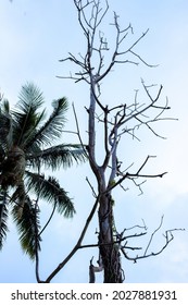 Old Dry Tree Trunk And Palm Tree Leaves On Sky Background. Old And Fresh Tree Concept Image. Rainforest Endangered Ecosystem. Dry Tree Trunk With Branches Silhouette On Light Blue Sky