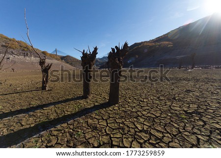 Old dry trees in an arid soil in the bottom of a reservoir