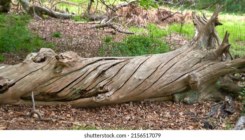 Old Dry Twisted Tree Trunk            