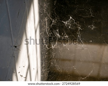 Old Dusty Spider Web in Corner with Cobwebs