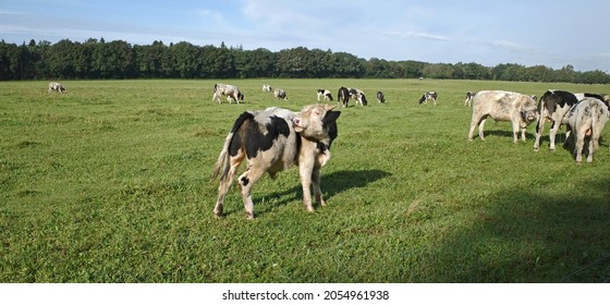 An old Dutch breed related to the Danish Holstein cow. This cow is  the mother of all cows. They are friendly, small and eat almost everything. They are therefore released to maintain heath-lands.

