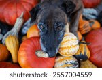 Old Dutch Shepherd dog in pumpkins celebrating Halloween 