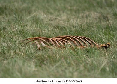 Old Eaten Carcass Showing The Rib Cage From An Eaten Animal, True Nature And Natural Behavior.