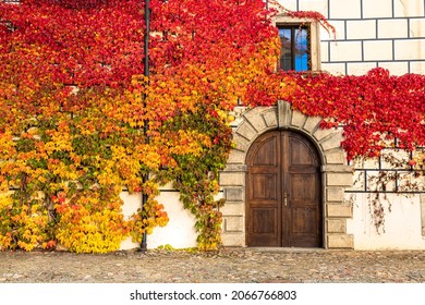 alte, kunstvoll verputzte Hausfassade mit orangefarbener Holztür in Steinumgebung und Fenster mit Parthenocissui quinquefolia (Virginia-Käferin) in schönen Herbstfarben