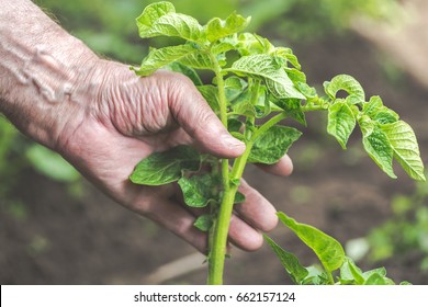 Old Elderly Man Hand Taking Care Of Potato Bush. Gardening Concept