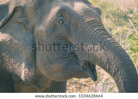 Old elephant in the forest. Closeup front of Asian elephants face.