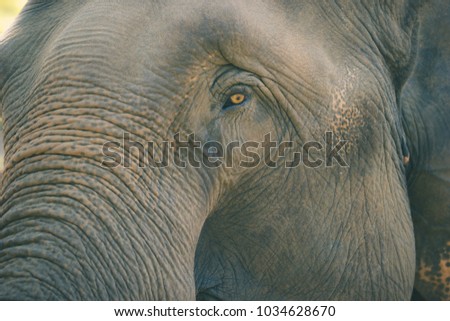 Old elephant in the forest. Closeup front of Asian elephants face.