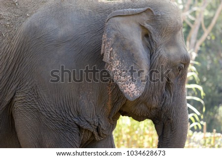 Old elephant in the forest. Closeup front of Asian elephants face.